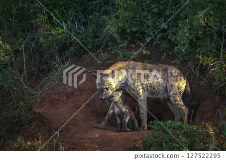 Spotted hyaena in Kruger National park, South Africa Spotted hyaena in Kruger National park, South Africa 127522295