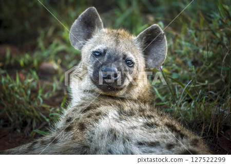 Spotted hyaena in Kruger National park, South Africa 127522299