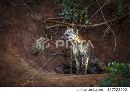 Spotted hyaena in Kruger National park, South Africa Spotted hyaena in Kruger National park, South Africa 127522300