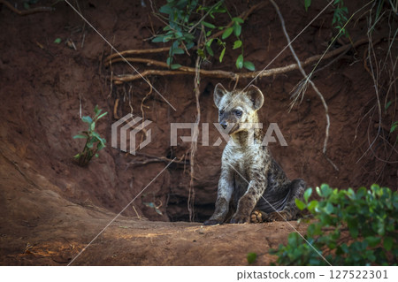 Spotted hyaena in Kruger National park, South Africa Spotted hyaena in Kruger National park, South Africa 127522301