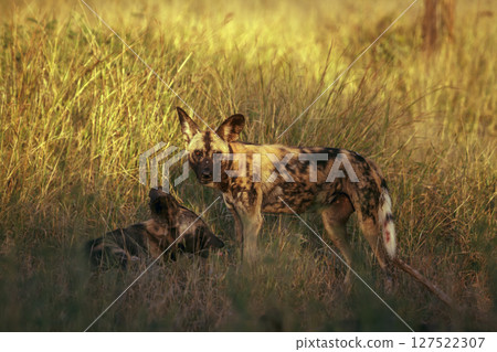African wild dog in Greater Kruger National park, South Africa 127522307