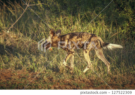 African wild dog in Greater Kruger National park, South Africa African wild dog in Greater Kruger National park, South Africa 127522309