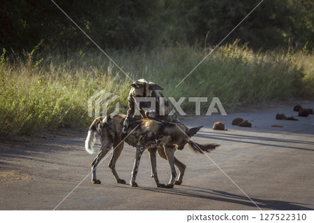 African wild dog in Greater Kruger National park, South Africa African wild dog in Greater Kruger National park, South Africa 127522310
