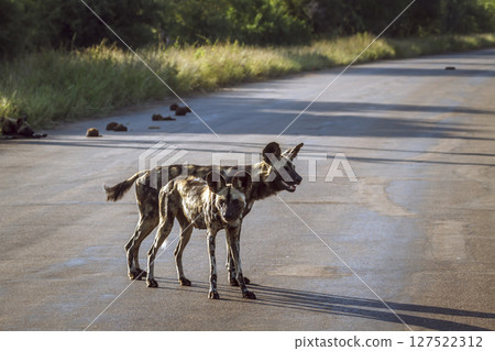 African wild dog in Greater Kruger National park, South Africa 127522312