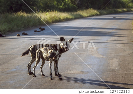 African wild dog in Greater Kruger National park, South Africa 127522313