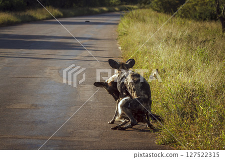 African wild dog in Greater Kruger National park, South Africa 127522315