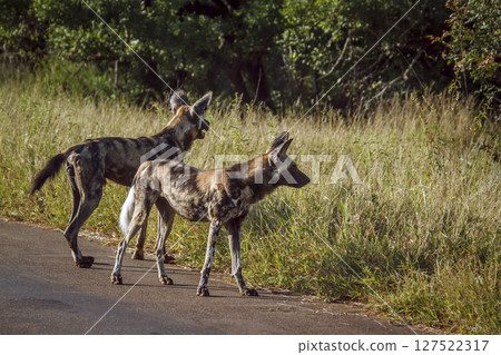 African wild dog in Greater Kruger National park, South Africa 127522317