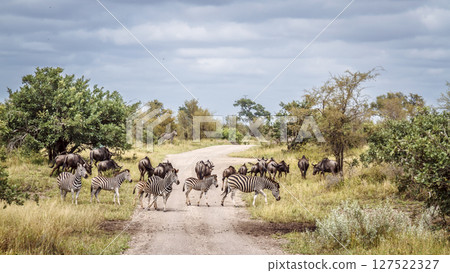 Plains zebra and blue wildebeest in Greater Kruger National park, South Africa Plains zebra and blue wildebeest in Greater Kruger National park, South Africa 127522327