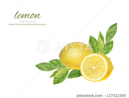 Fresh lemon illustration painted in watercolor 127522395