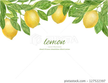 用水彩畫的新鮮檸檬 127522397