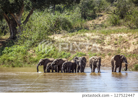 African bush elephant in Kruger National park, South Africa 127522447