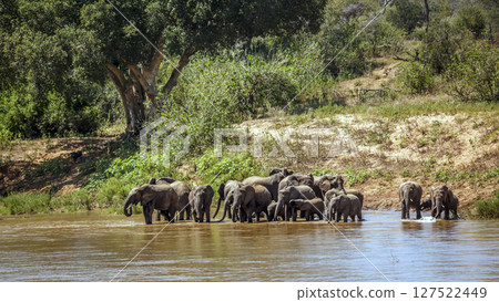 African bush elephant in Kruger National park, South Africa African bush elephant in Kruger National park, South Africa 127522449