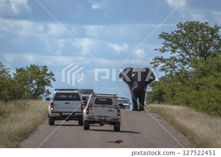 African bush elephant in Kruger National park, South Africa 127522451