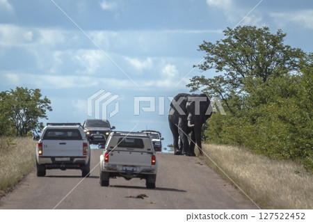 African bush elephant in Kruger National park, South Africa African bush elephant in Kruger National park, South Africa 127522452
