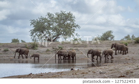 African bush elephant in Kruger National park, South Africa African bush elephant in Kruger National park, South Africa 127522453