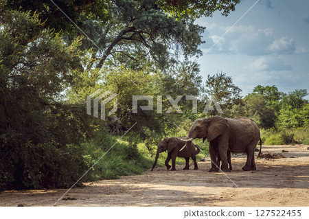 African bush elephant in Kruger National park, South Africa African bush elephant in Kruger National park, South Africa 127522455