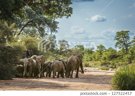 African bush elephant in Kruger National park, South Africa 127522457
