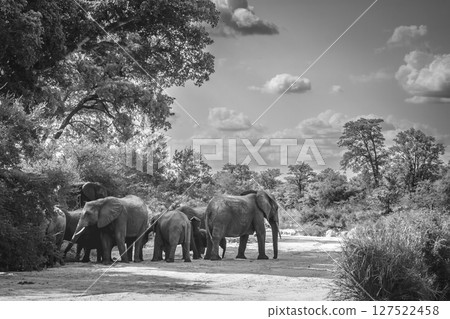 African bush elephant in Kruger National park, South Africa 127522458