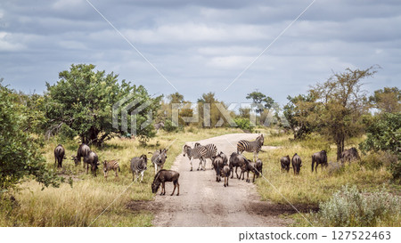Blue wildebeest in Greater Kruger National park, South Africa 127522463
