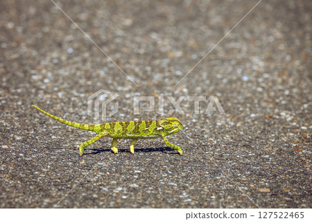 Flap-necked chameleon in Greater Kruger National park, South Africa 127522465