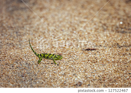Flap-necked chameleon in Greater Kruger National park, South Africa Flap-necked chameleon in Greater Kruger National park, South Africa 127522467