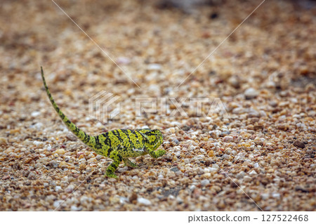 Flap-necked chameleon in Greater Kruger National park, South Africa Flap-necked chameleon in Greater Kruger National park, South Africa 127522468
