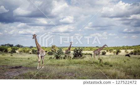 Giraffe in Kruger National park, South Africa Giraffe in Kruger National park, South Africa 127522472