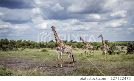 Giraffe in Kruger National park, South Africa Giraffe in Kruger National park, South Africa 127522473