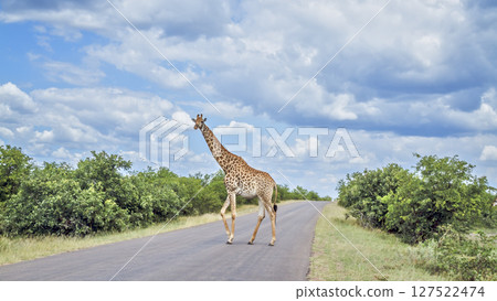 Giraffe in Kruger National park, South Africa Giraffe in Kruger National park, South Africa 127522474
