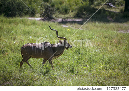 Greater kudu in Greater Kruger National park, South Africa Greater kudu in Greater Kruger National park, South Africa 127522477
