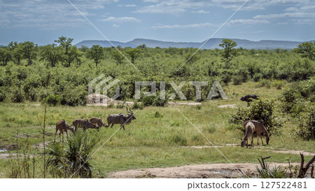 Greater kudu in Greater Kruger National park, South Africa 127522481