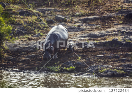 Hippopotamus in Greater Kruger National park, South Africa Hippopotamus in Greater Kruger National park, South Africa 127522484