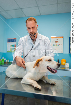 Veterinarian examines a happy dog in a bright clinic Veterinarian examines a happy dog in a bright clinic 127522739