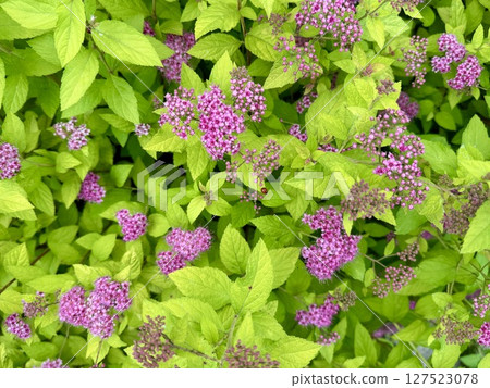 A bright pink blooming spiraea in a city park on a warm summer day. High quality photo A bright pink blooming spiraea in a city park on a warm summer day. High quality photo 127523078