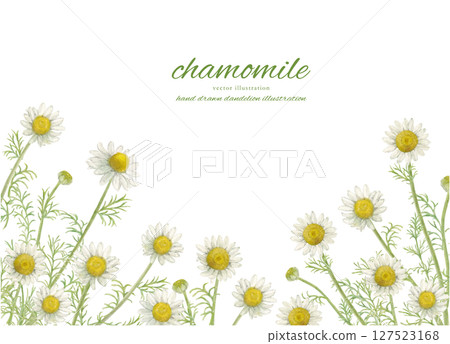 水彩洋甘菊花和自然背景材料 水彩洋甘菊花和自然背景材料 127523168