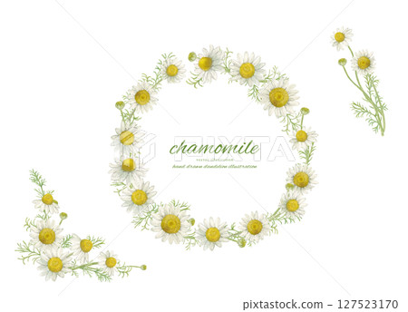 水彩洋甘菊花和天然框架材料 127523170