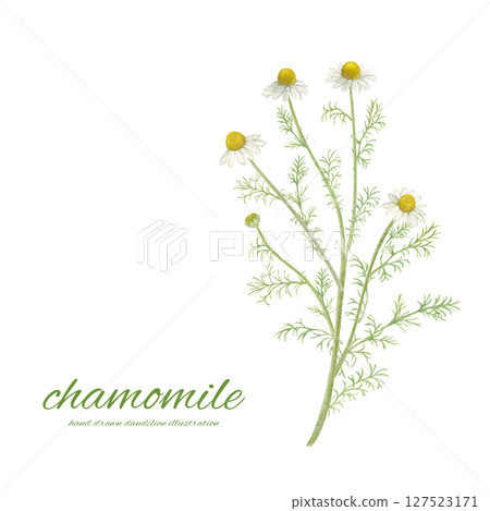 水彩洋甘菊花和自然背景材料 127523171