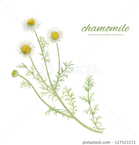 Watercolor chamomile flowers and natural background material 127523172