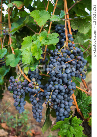 Vineyards in autumn harvest. Large bunches of red wine grapes in sunny day. Nature background. Vineyards in autumn harvest. Large bunches of red wine grapes in sunny day. Nature background. 127523252
