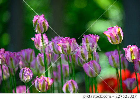 Tulip Greenland (Toyohira Park)_2860 127523327