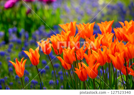 鬱金香芭蕾舞者（豐平公園）_9700 127523340