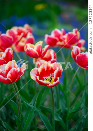 Tulip DJ Parrot (Toyohira Park)_9790 127523344