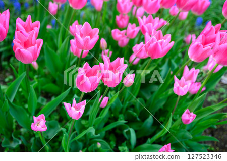 Tulip Christmas Dream (Toyohira Park)_0916 127523346