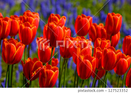 Tulips; World Favorite (Toyohira Park)_8440 127523352
