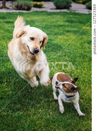 Energetic Golden Retriever and small Jack Russell Terrier playing together on green grass in a backyard garden Energetic Golden Retriever and small Jack Russell Terrier playing together on green grass in a backyard garden 127523369