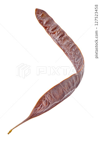 pod of Honey Locust tree, isolated on white background with clipping path 127523458