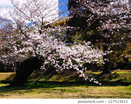 Cherry blossoms in full bloom at Hama-rikyu Gardens Cherry blossoms in full bloom at Hama-rikyu Gardens 127523631