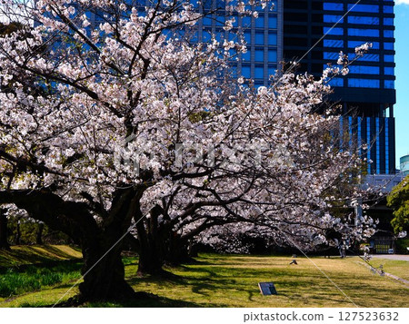Cherry blossoms in full bloom at Hama-rikyu Gardens 127523632
