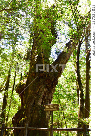 Yakushima Yakusugi Buddha Cedar 127523812