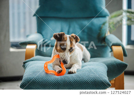 Cute Jack Russell Terrier lies on a soft blue armchair, chewing an orange toy in a cozy modern interior. Cute Jack Russell Terrier lies on a soft blue armchair, chewing an orange toy in a cozy modern interior. 127524027